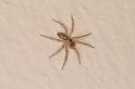 Oecobius_annulipes_D3215_Z_85_Valle Gran Rey_Spanje